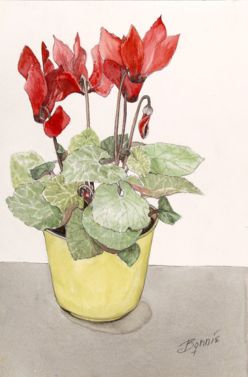 Cyclamen in Yellow Pot