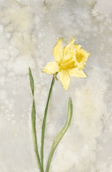 Daffodil