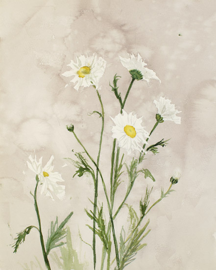 Daisies