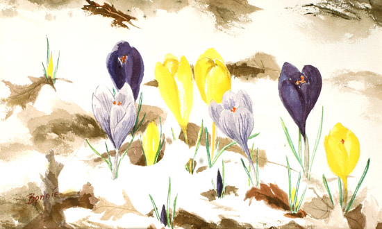 Field of Crocuses