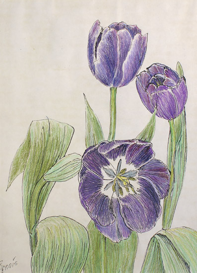 Grape Tulips
