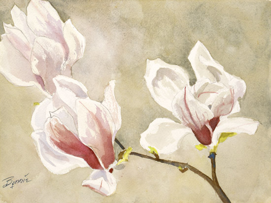 Magnolia Blossoms