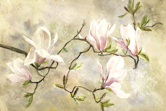 Magnolia
