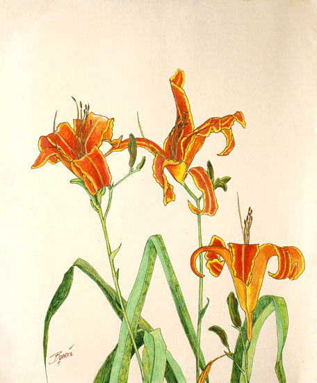 Orange Lilies