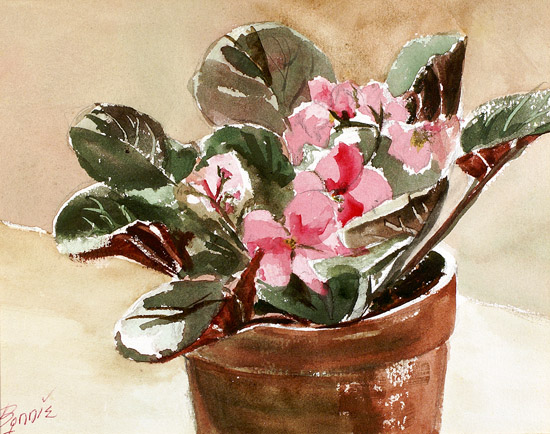 Pink African violet
