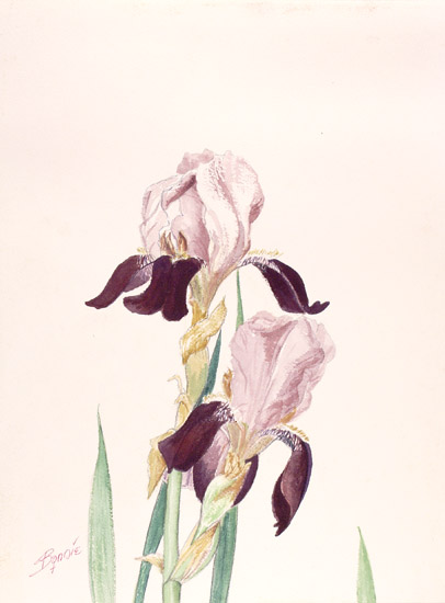 Pink Irises