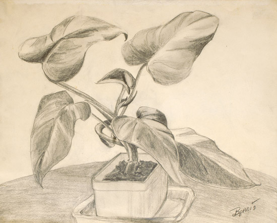 Plant Study in Pencil