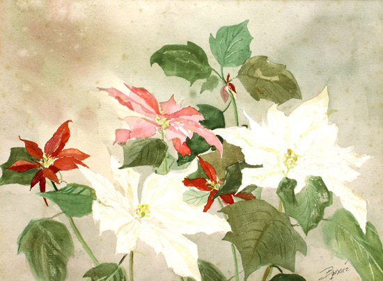 Poinsettias