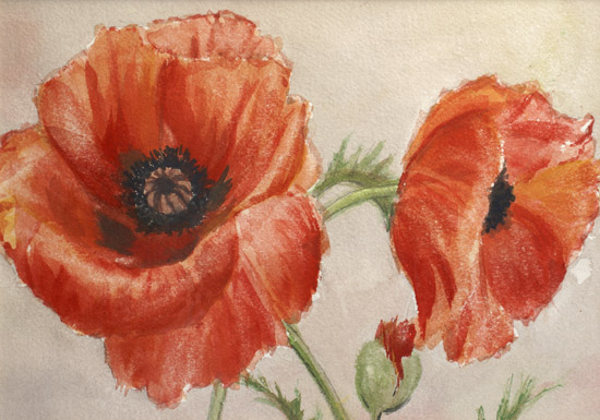 Poppy