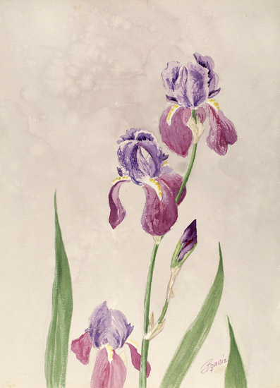 Purple Irises