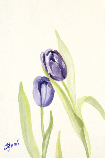 Purple Tulips