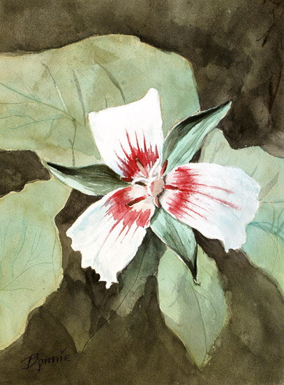 Red & White Passion Flower