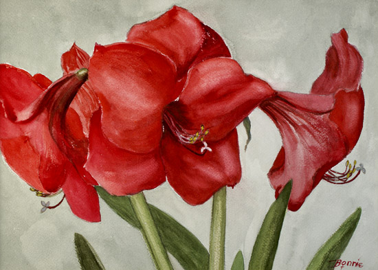 Red Amaryllis