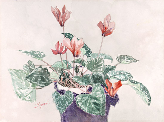 Red Cyclamen