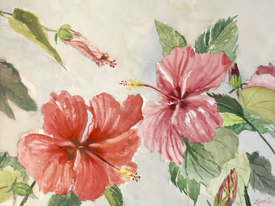 Red Hibiscus