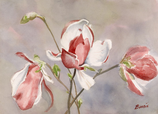 Red Magnolia