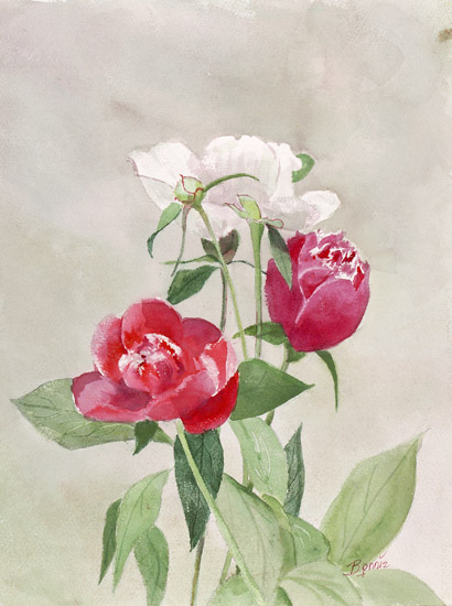 Red and White roses
