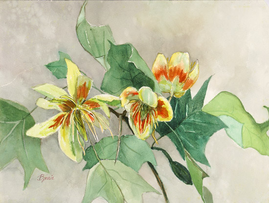 Tropical Flower