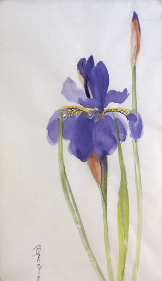 Violet Iris