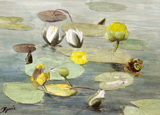 Water Lillies