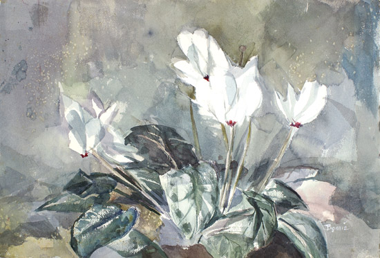 White Cyclamen