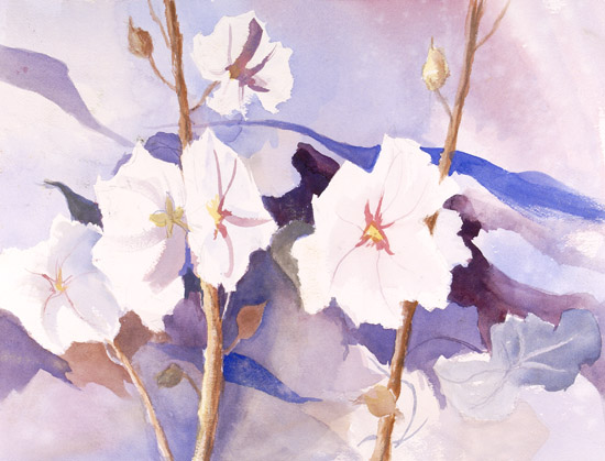 White Hollyhocks
