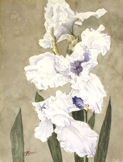 White Iris