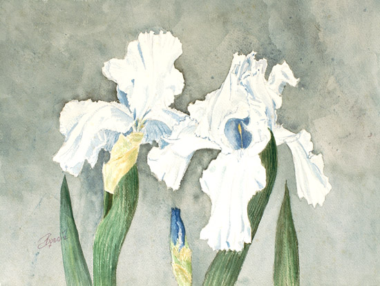 White Irises