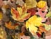 Autumn Leaves