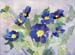 Blue Garden Primrose
