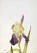 Burgeoning Iris