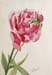 Cherry Rose