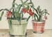 Christmas Cactus