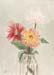 Chrysanthemums