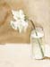 Daffodil in a Jar