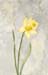 Daffodil