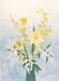 Daffodils & Hyacinth