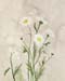 Daisies