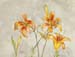 Day Lilies