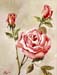 Fuschia Rose
