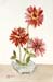 Gerber Daisies