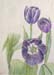 Grape Tulips