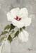 Hibiscus with Red Throat