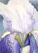 Iris Detail
