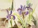 Lavender Irises