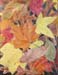 Leaf Collage