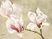 Magnolia Blossoms