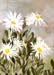 Montauk Daisies