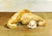 Onion & Gourds