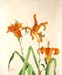 Orange Lilies